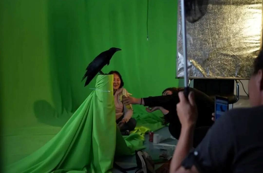 Локки, которая украла кадр: как ворона из «Зоополиса» стала актрисой фильма «Мэхээлэчээн булчут» Локки, которая украла кадр: как ворона из «Зоополиса» стала актрисой фильма «Мэхээлэчээн булчут»