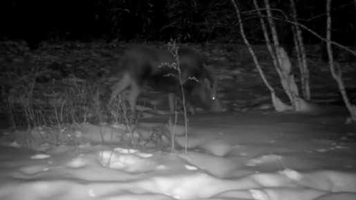 Кадры фотоловушки, установленной в ресурсном резервате «Джероно» Хангаласского района