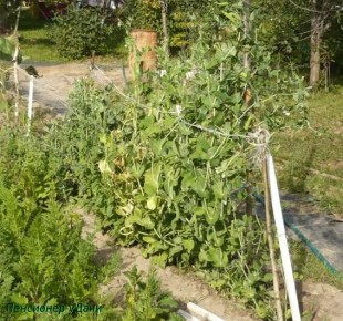 Как вырастить идеальный горошек: советы для успешного урожая