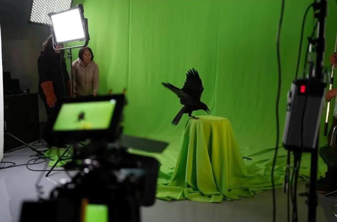 Локки, которая украла кадр: как ворона из «Зоополиса» стала актрисой фильма «Мэхээлэчээн булчут»