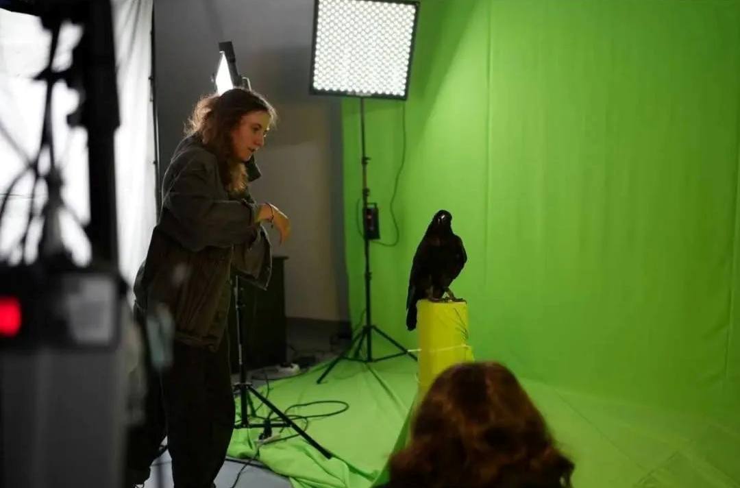 Локки, которая украла кадр: как ворона из «Зоополиса» стала актрисой фильма «Мэхээлэчээн булчут» Локки, которая украла кадр: как ворона из «Зоополиса» стала актрисой фильма «Мэхээлэчээн булчут»