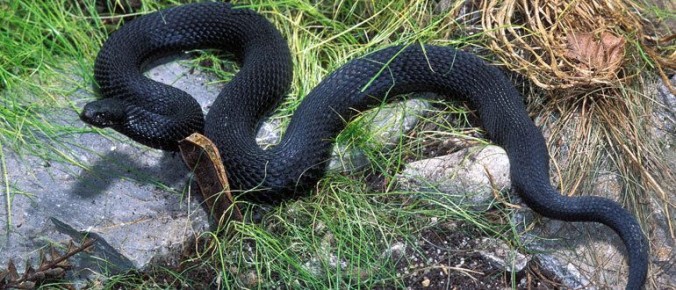 ����������� ������� ������ �� ������ �� ������ �������