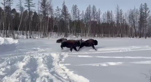 ������ ������� �������� ������������ ����� ������