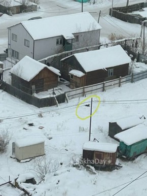 Здравствуйте напротив дома Халтурина 22/2 (в сторону улицы Халтурина) лежит кричит собака, идти не может, видимо сбили может есть какие то службы кто может ей помочь