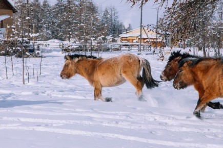 ����� ������ ��������� ���������-���������� � ���������������� ����������