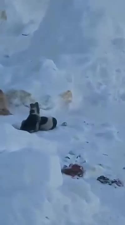 Бродячие собаки держат в страхе жителей Тикси