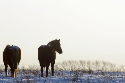 � ��������� ����� �������� ���� ���������-����������