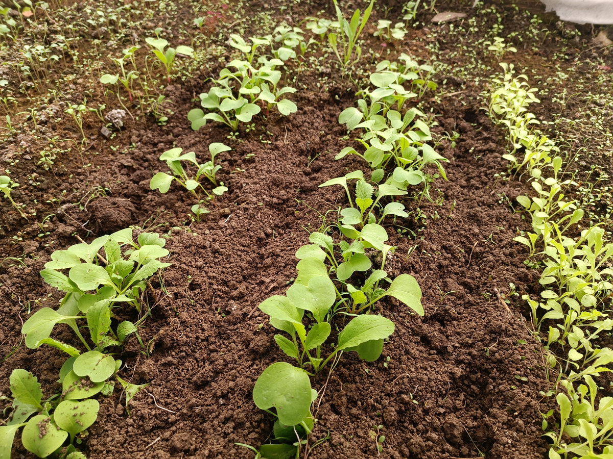 Май: что не забыть посадить на даче