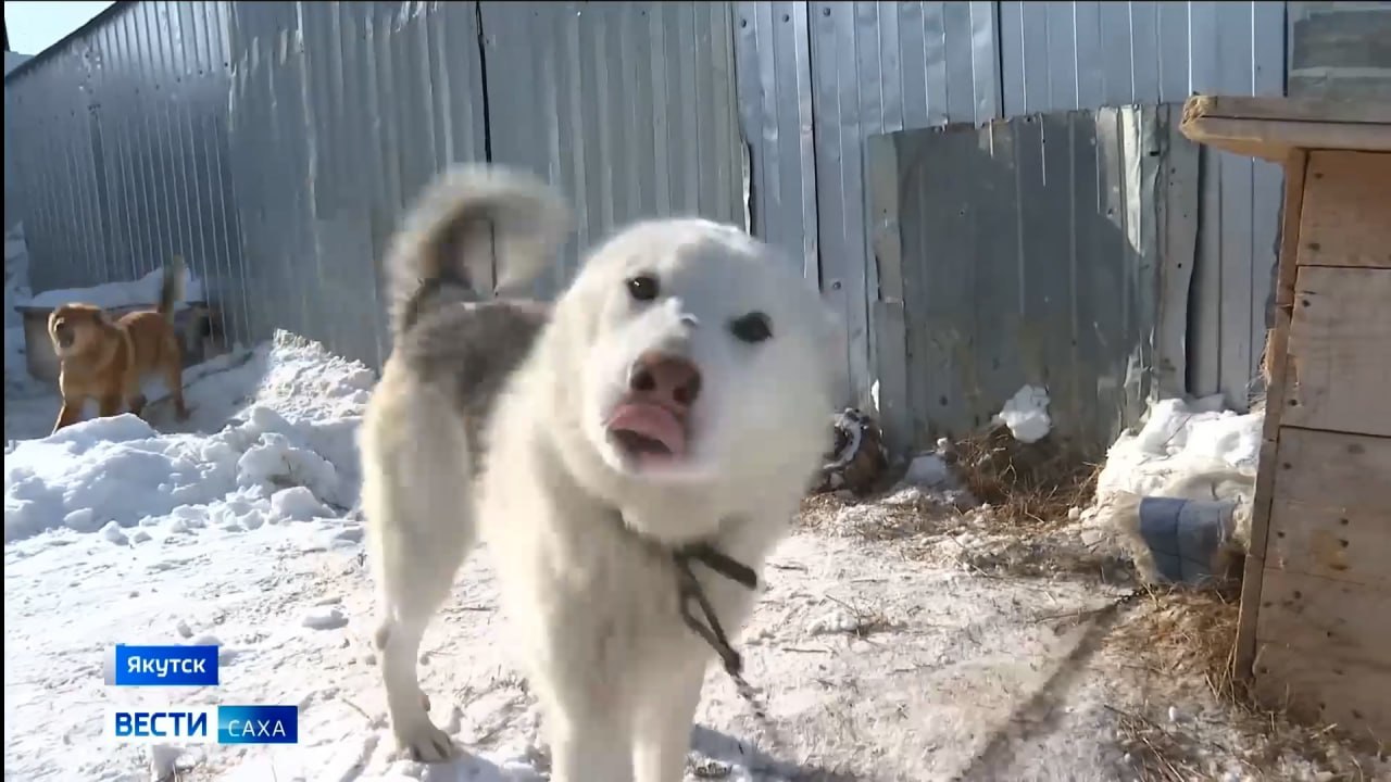 Более трёхсот бродячих собак отловлено в Якутске с начала года