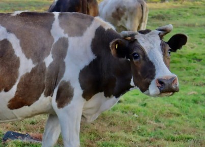 В Якутии ликвидирован очаг пастереллеза, новых случаев нет
