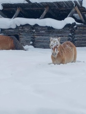 #����������. ��� ��� - ����� � ������