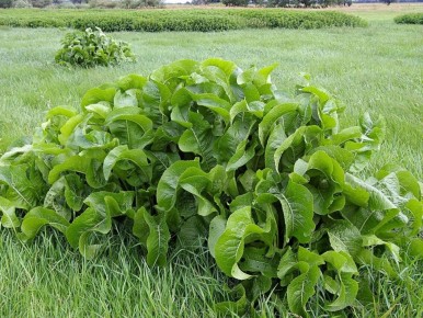 ��� �������� ������� ����: ������ �� ������ � ����������� �������