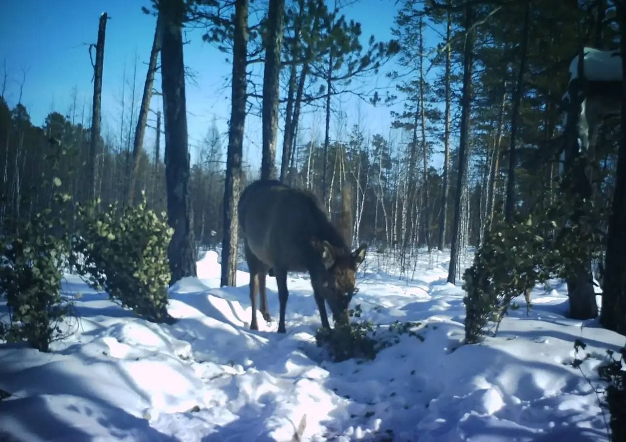 Изюбря впервые зафиксировали в природном парке «Синяя» Изюбря впервые зафиксировали в природном парке «Синяя»