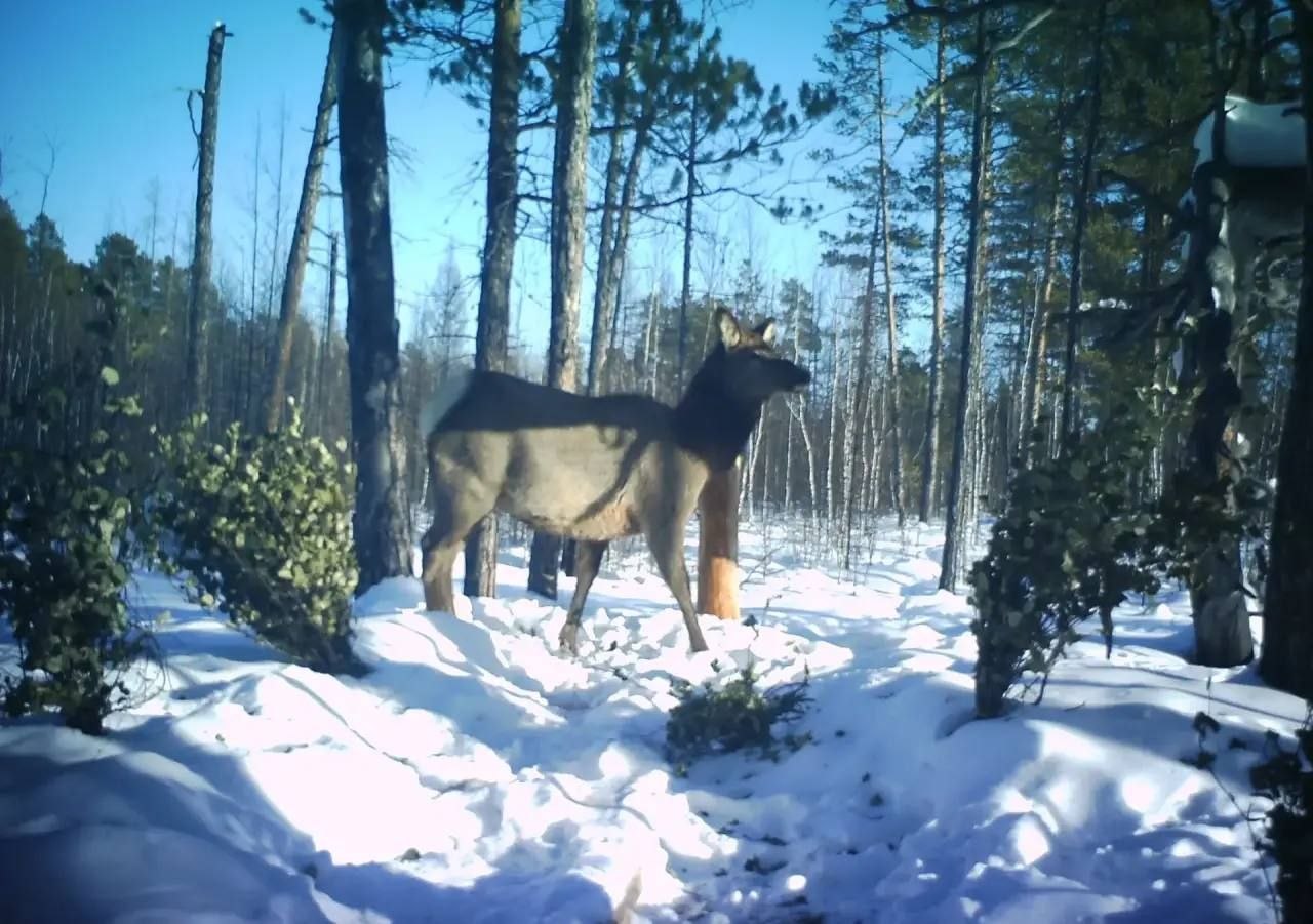 Изюбря впервые зафиксировали в природном парке «Синяя» Изюбря впервые зафиксировали в природном парке «Синяя»
