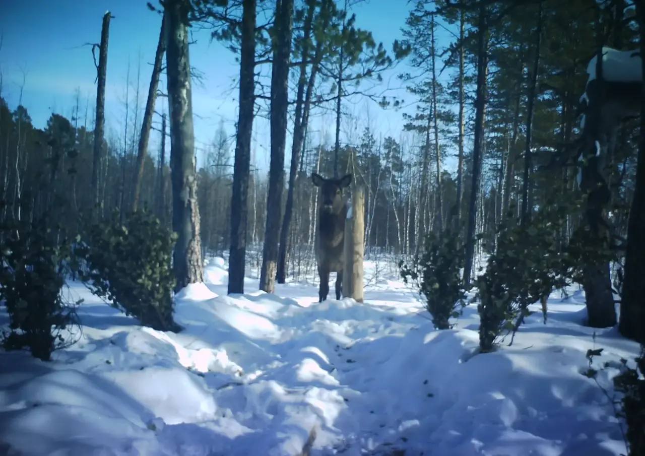 #Пушистыеновости: В природном парке «Синяя» впервые запечатлели изюбра