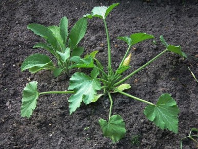 ����������� ������: ��� ������ ����� �������� ��� ���������� �������� �����