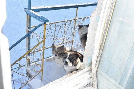 ������������ ���������� ����������� ������ ������� �� ������ � ���������� ����� � ��������