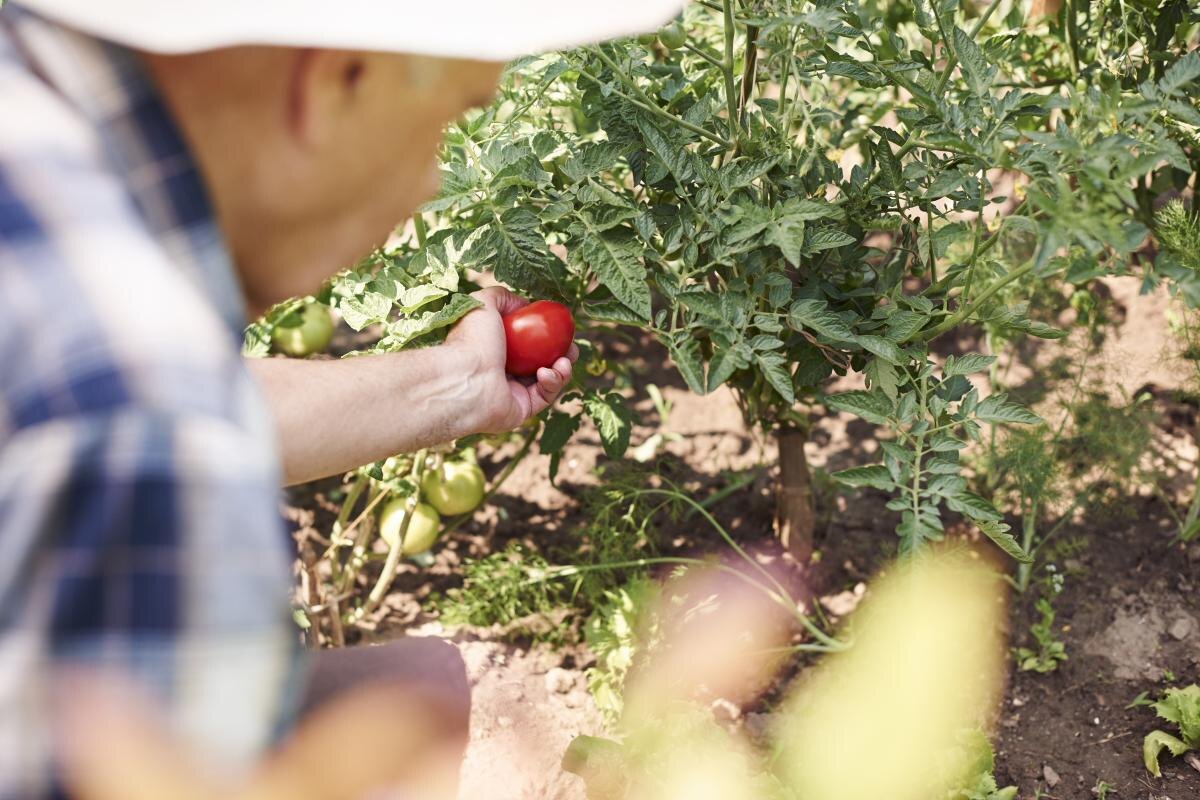 Причины трещин на помидорах: как избежать распространенной ошибки дачников
