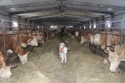 � ������ �������� ���������� ����� ������ ������������