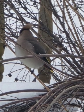 Сегодня жители Сунтарского наслега принимали у себя в гостях певчую птицу — свиристель
