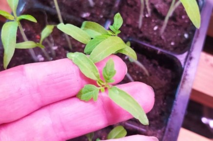 ������ ��� ����������� �������: ��� �� ��������� ������� � ��������