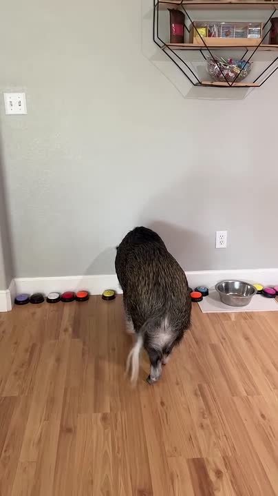 Мини-пиг Мерлин попал в Книгу рекордов Гиннесса за общение с помощью звуковых кнопок