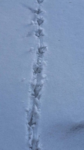 ������ �������� �� ������� ����� � � ��������