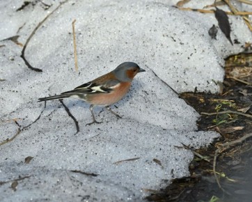 ���� � ������ ��������� � ������