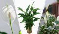 Спатифиллум нуждается в помощи: как распознать тревожные сигналы