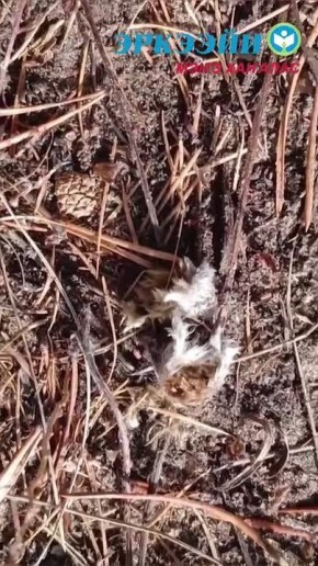 В селе Техтюр Мегино-Кангаласского улуса появились первые подснежники!