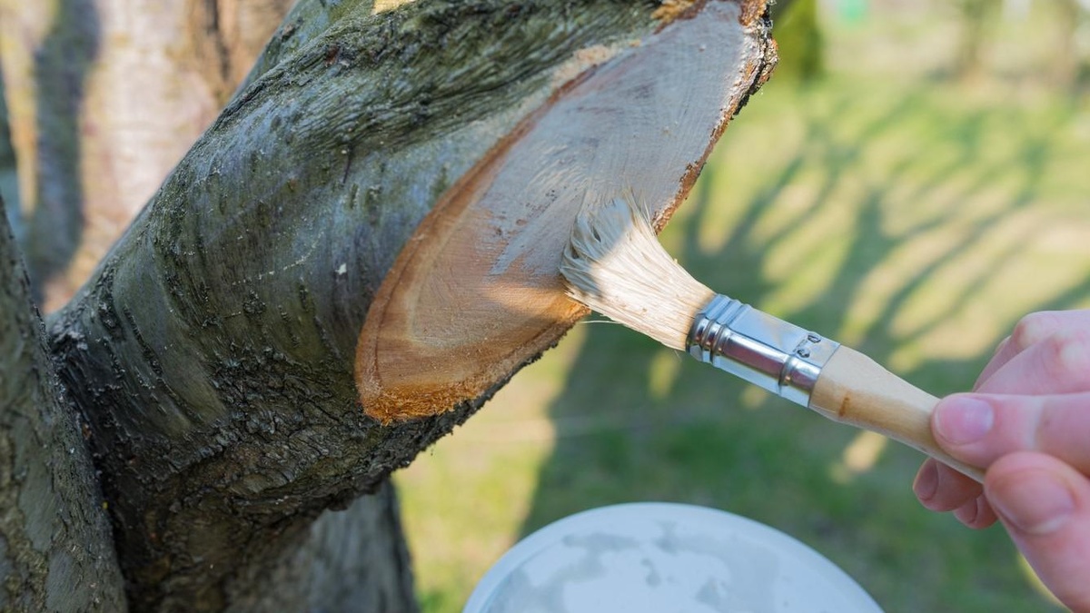 Как защитить спилы плодовых деревьев: выбор идеального средства