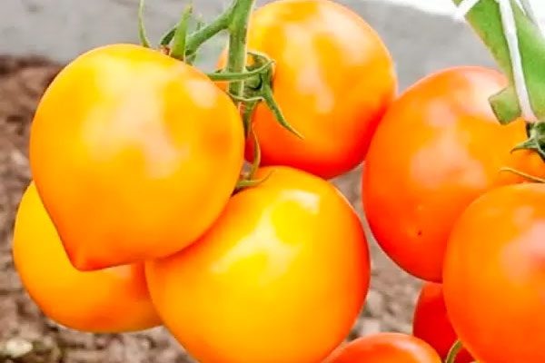 Золотая миля: секреты успеха гибридного томата