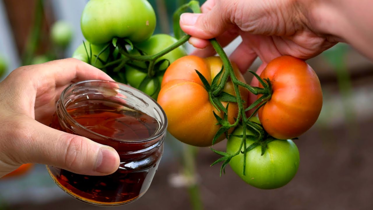 Как добиться сладких и мясистых томатов: секреты подкормки в период созревания