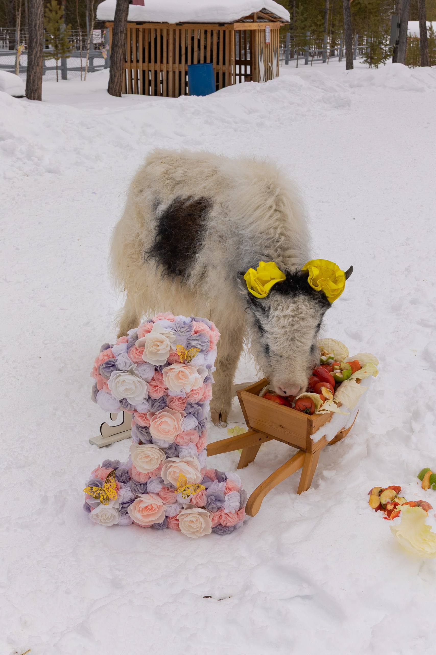 В Мирном отметили день рождения знаменитых ячат Марты и Таптал В Мирном отметили день рождения знаменитых ячат Марты и Таптал