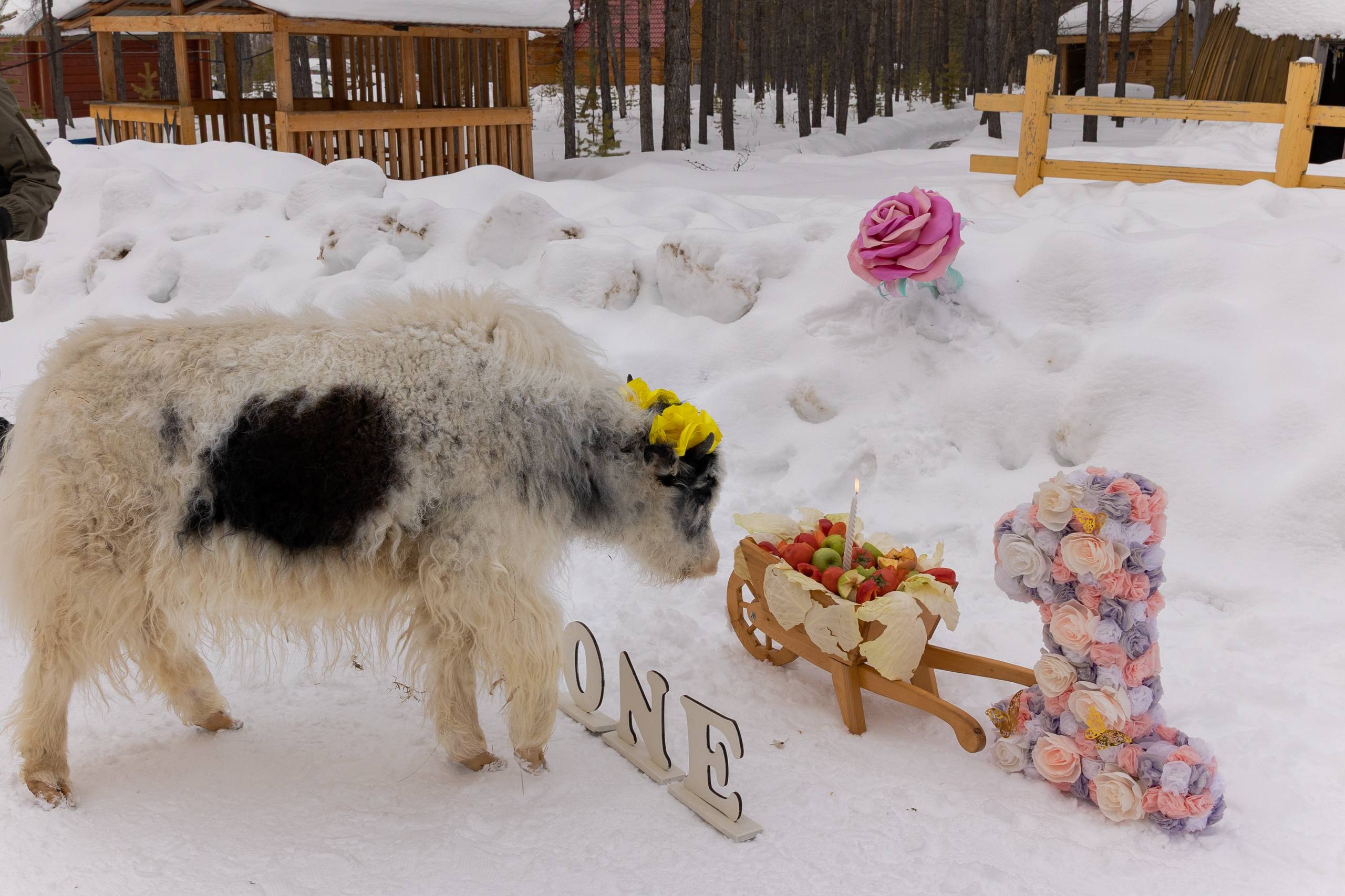 В Мирном отметили день рождения знаменитых ячат Марты и Таптал В Мирном отметили день рождения знаменитых ячат Марты и Таптал