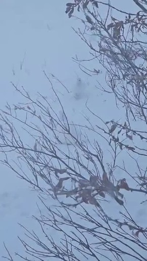 В Анабарском районе местные жители заметили куропаток