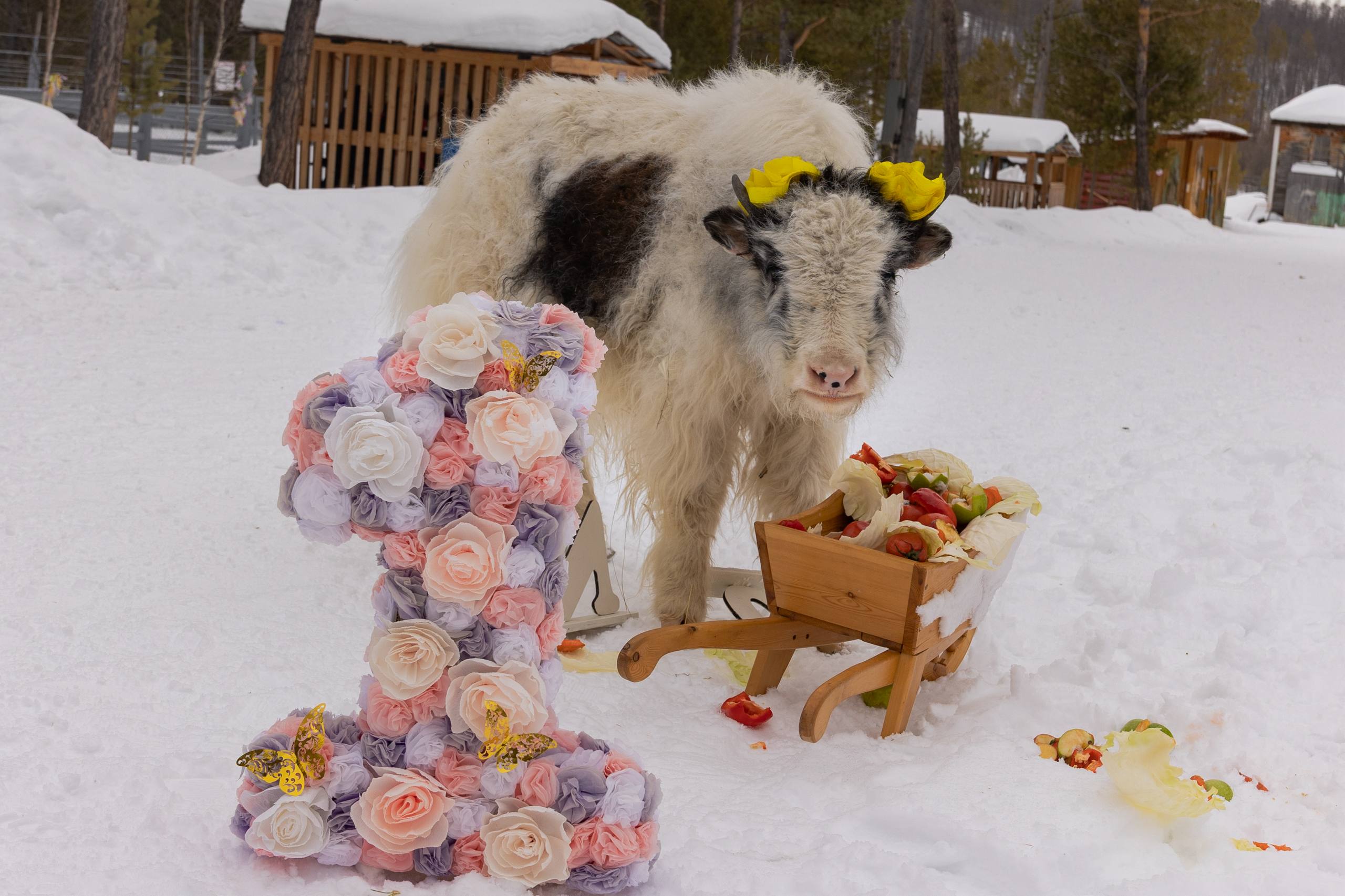 В Мирном отметили день рождения знаменитых ячат Марты и Таптал