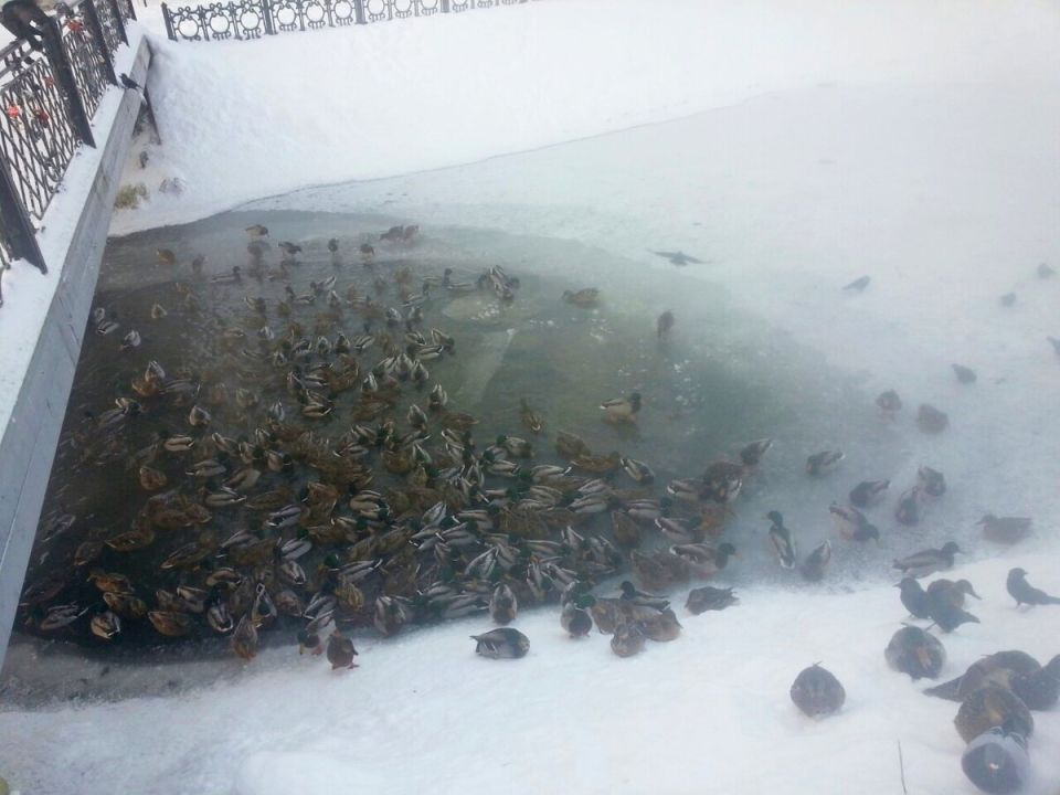 ��� ����� ������� � �������� ���������?