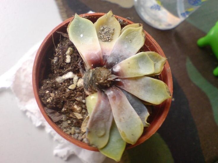 ������ ���� ���������� �� ������, � �����?