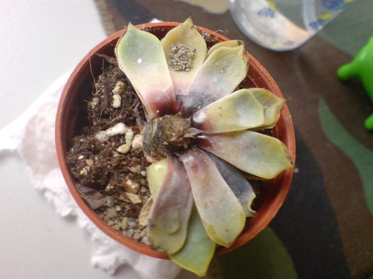 Почему ваши суккуленты не цветут, а гниют?