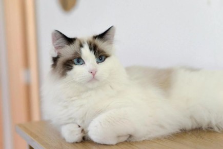 Кошки, которые уменьшают стресс: ветеринары выбирают лучших