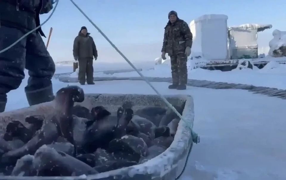 ����� ��� �������� ��������: ��� �� ���������� ������ ������� ����������� � ������