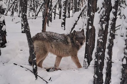 � ������� ���� ����� �������� � ������ �������� 2495 �������� ������, 51 ������� � 14 �����