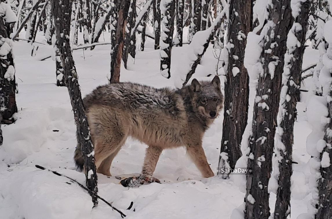 В прошлом году дикие животные в Якутии загрызли 2495 домашних оленей, 51 лошадей и 14 коров
