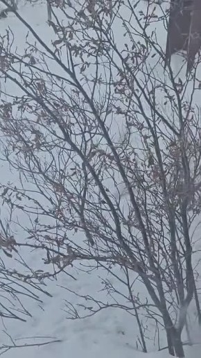 #Пушистыеновости: Жители Анабарского района заметили куропаток в селе Саскылах