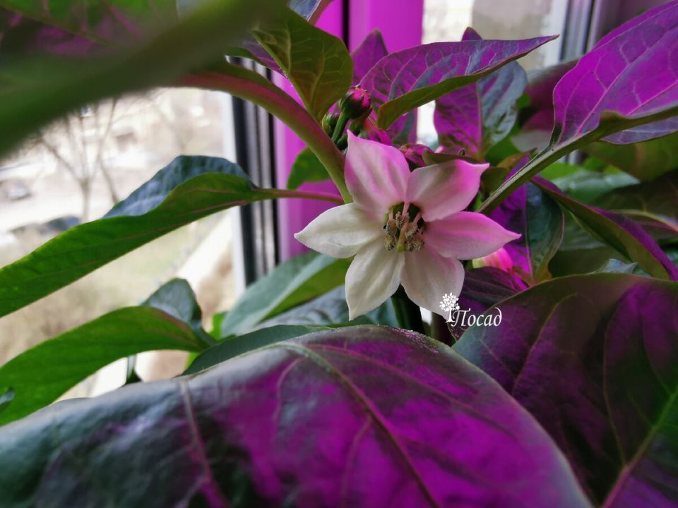 �������� ����� �� �����������: ��� ������?