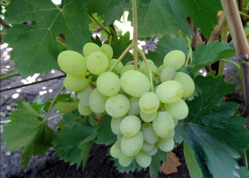 ����� �� ����������� �������� ����� ��������?