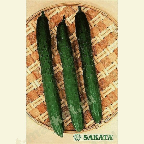 ������ ����� ����: ��������� ����� ��� ������� ������