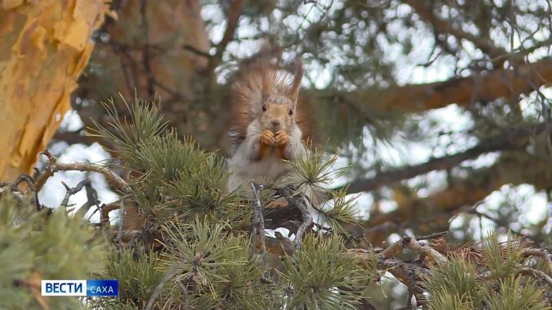 Прогноз погоды в Якутии на 6 апреля