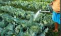 Почему соседи поливают капусту солью: неожиданные эксперименты в огороде